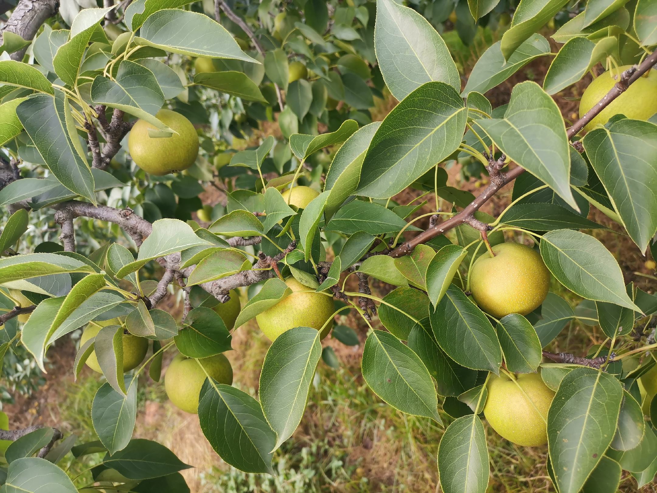 南果梨果实特写