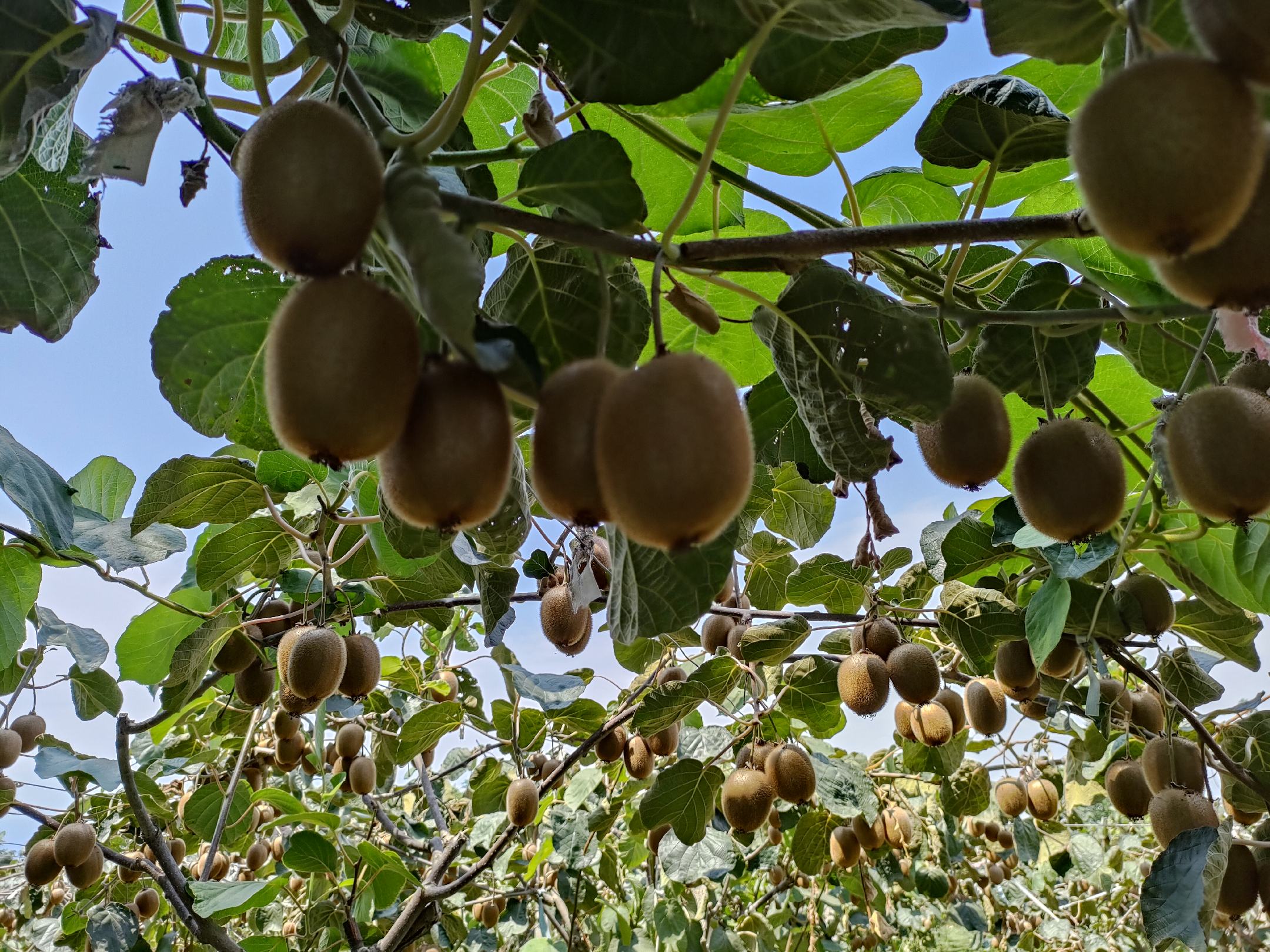 一片郁郁葱葱的猕猴桃果园中,藤蔓缠绕支架,成串的海沃德猕猴桃沉甸甸地挂在枝头,果皮呈褐色绒毛状,部分果实已泛出成熟光泽,阳光透过叶片洒在果实上,呈现出丰收的秋日田园美景 海沃德猕猴桃挂满枝头的丰收景象