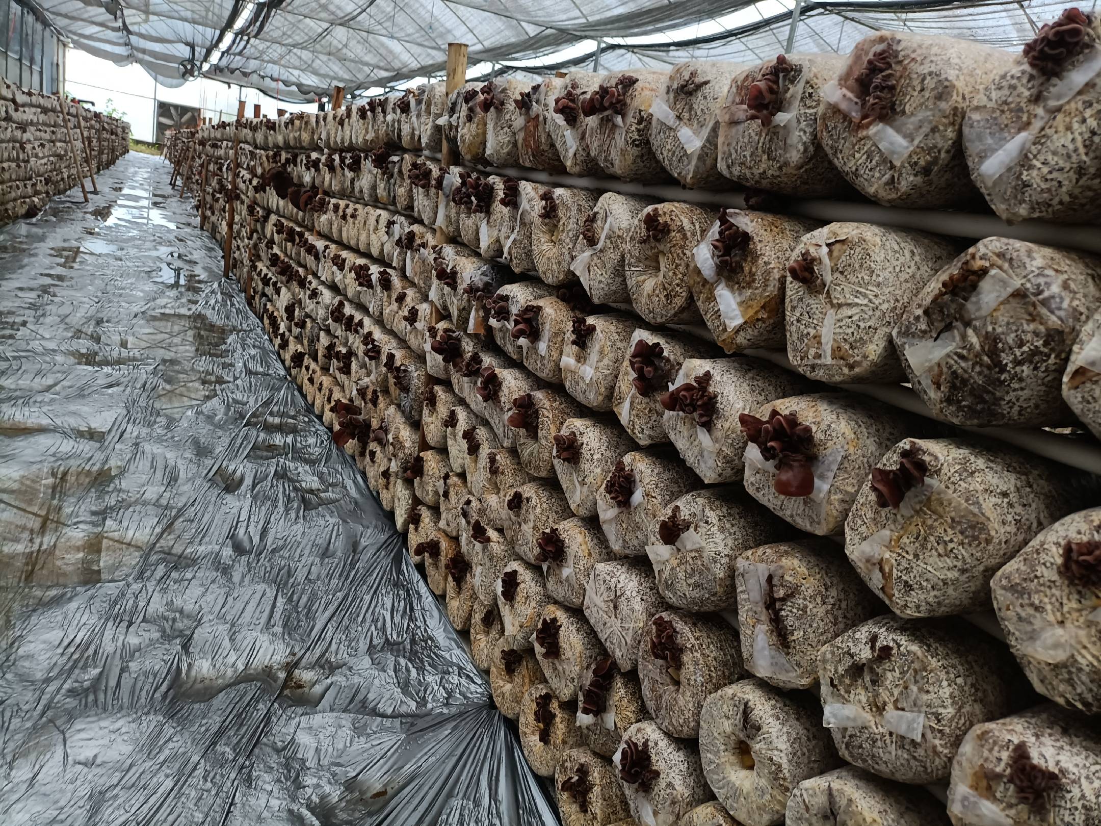 毛木耳培养料装袋操作