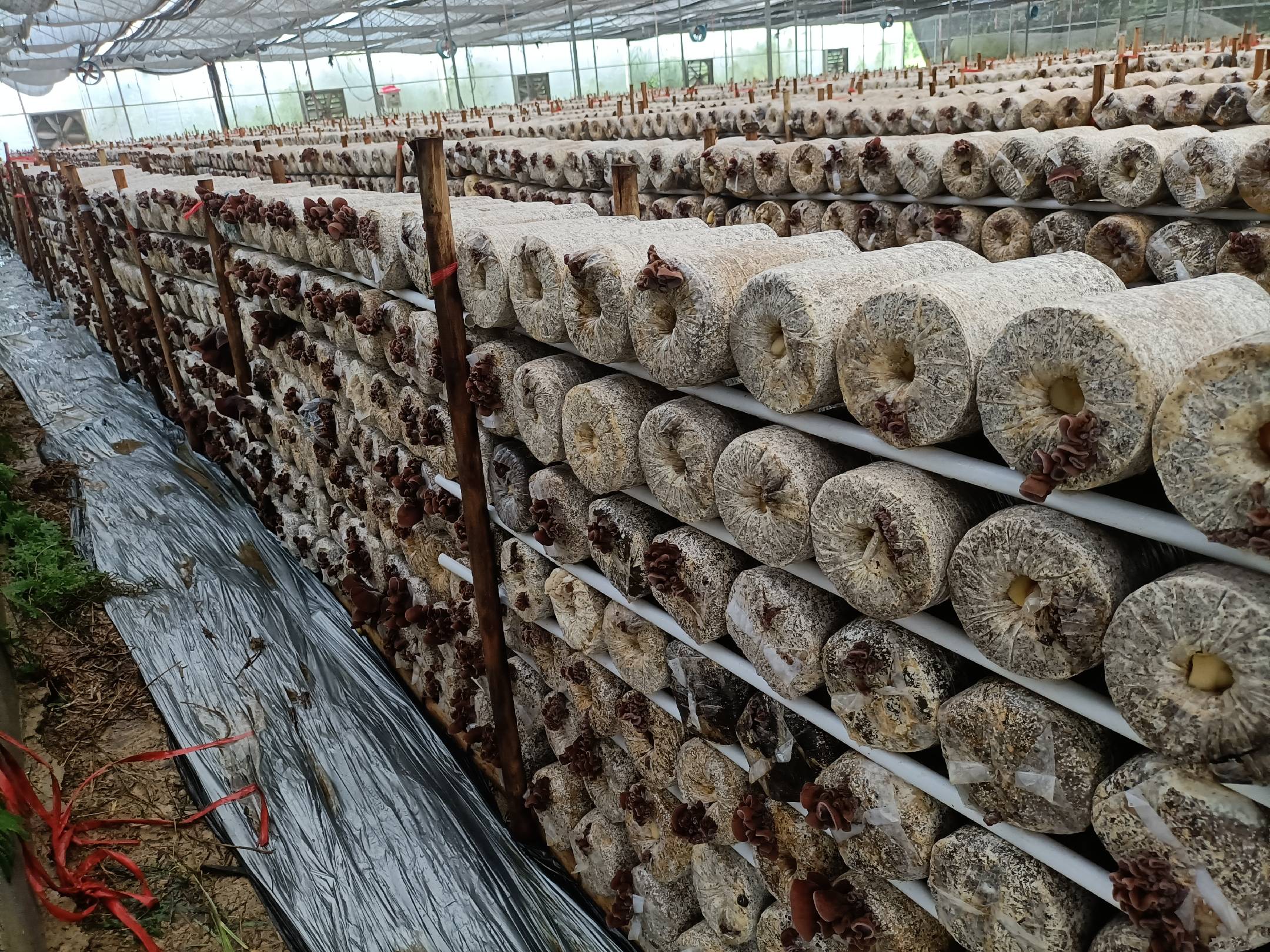 毛木耳种植大棚内景