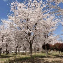高杆染井吉野，分枝1.8米，米径15一18公分，海量供应