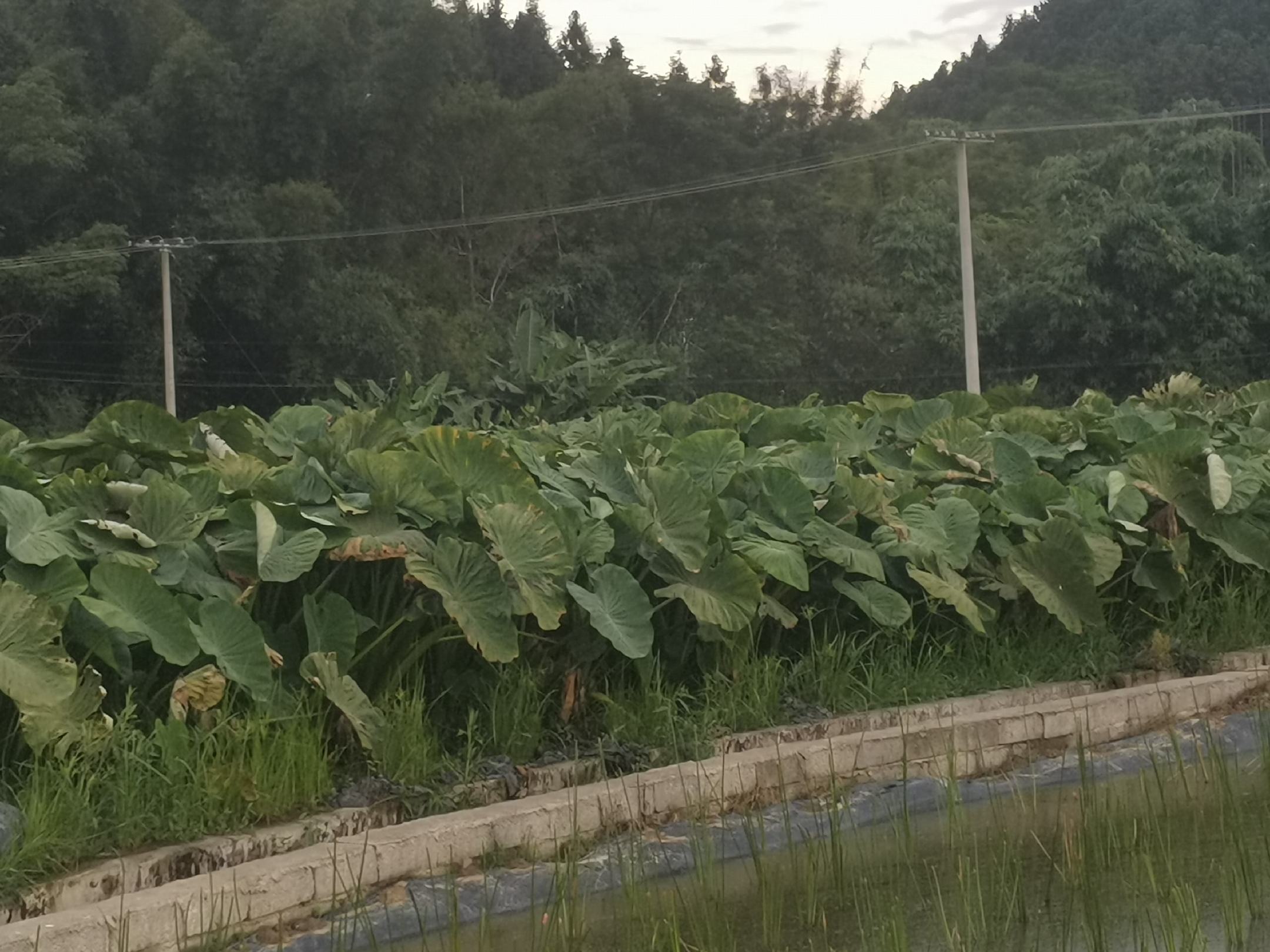 一篮新鲜采挖的荔浦小芋仔,个头均匀,外皮呈浅棕色带绒毛,部分带有泥土痕迹,背景为广西荔浦丘陵农田,阳光柔和,体现原生态种植环境 荔浦小芋仔特写