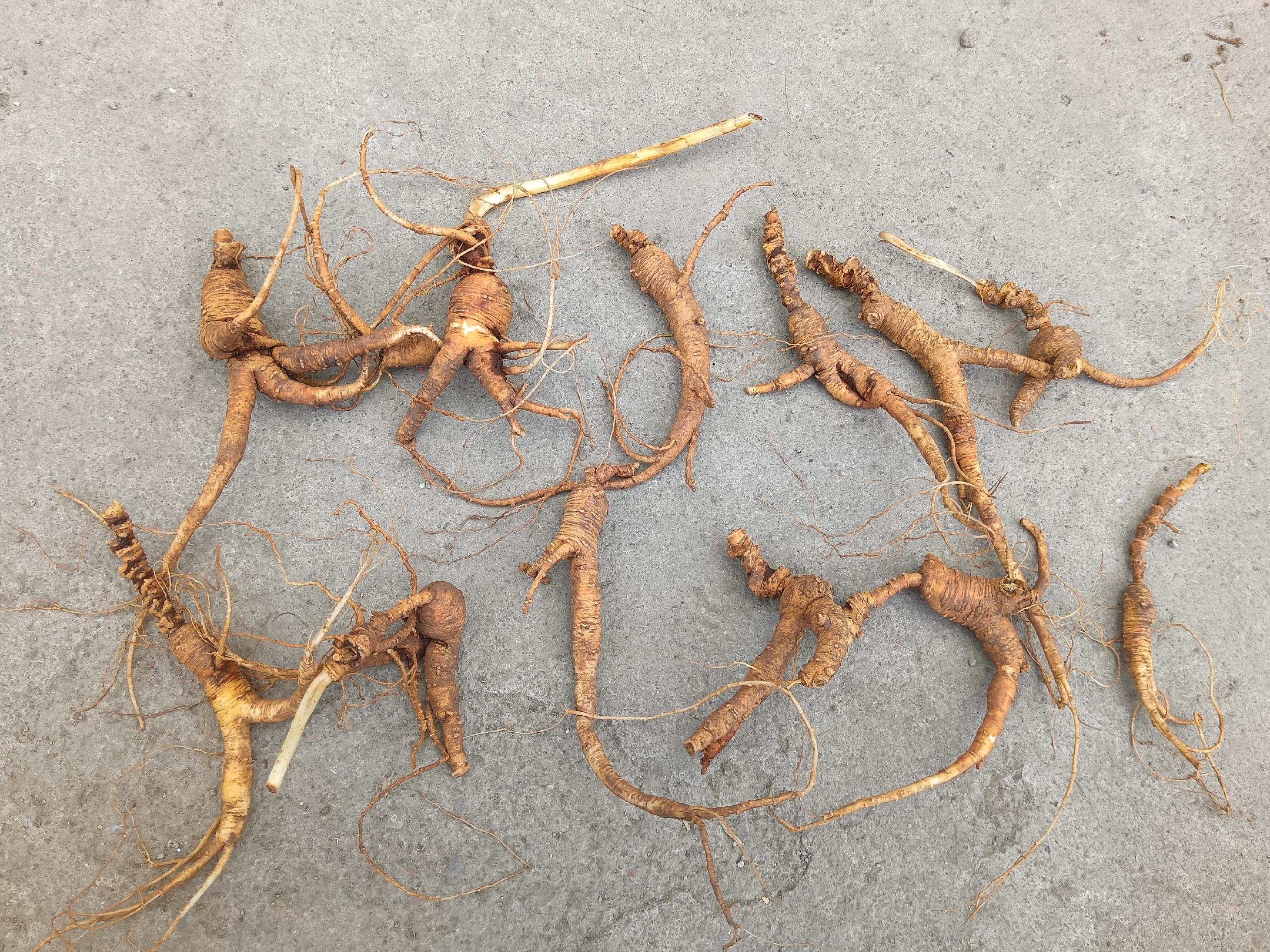 鲜人参植株与根部特写