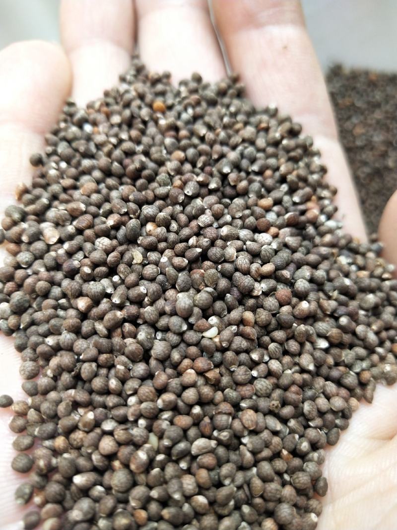 紫苏子紫苏籽大苏子油苏子药食两用含量够的