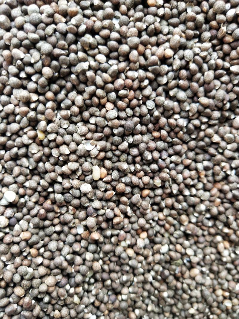 紫苏子紫苏籽大苏子油苏子药食两用含量够的