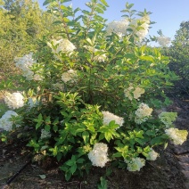 木绣球大堆，大花水亚木，绣球花，扦插小苗，直立圆锥绣球