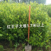 红王子锦带大堆，