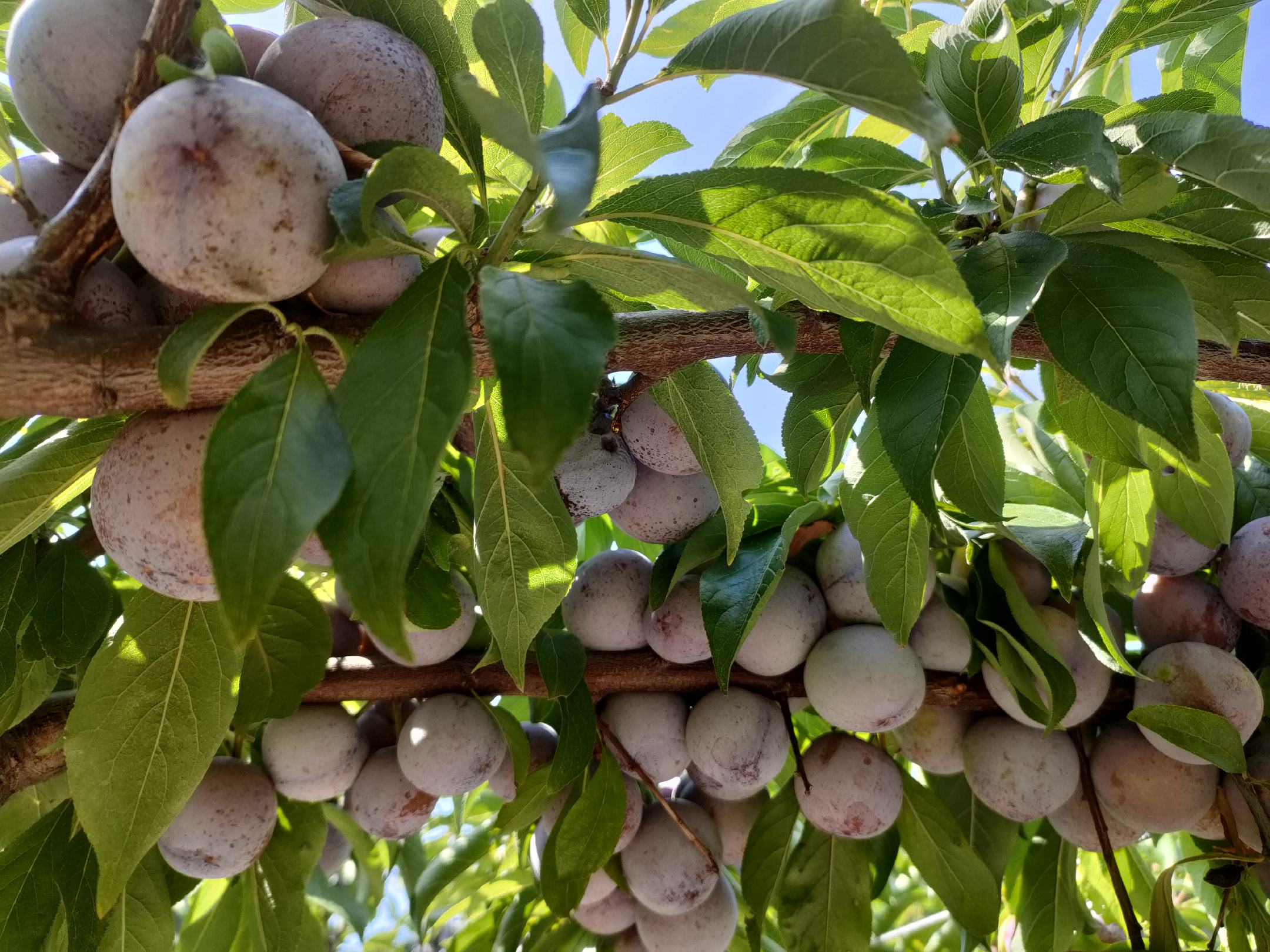 四川脆红李子果园实景
