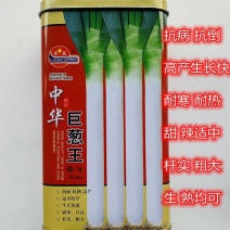 大葱种子中华巨葱王大葱种子抗病抗倒伏抗热抗寒产量高的大葱