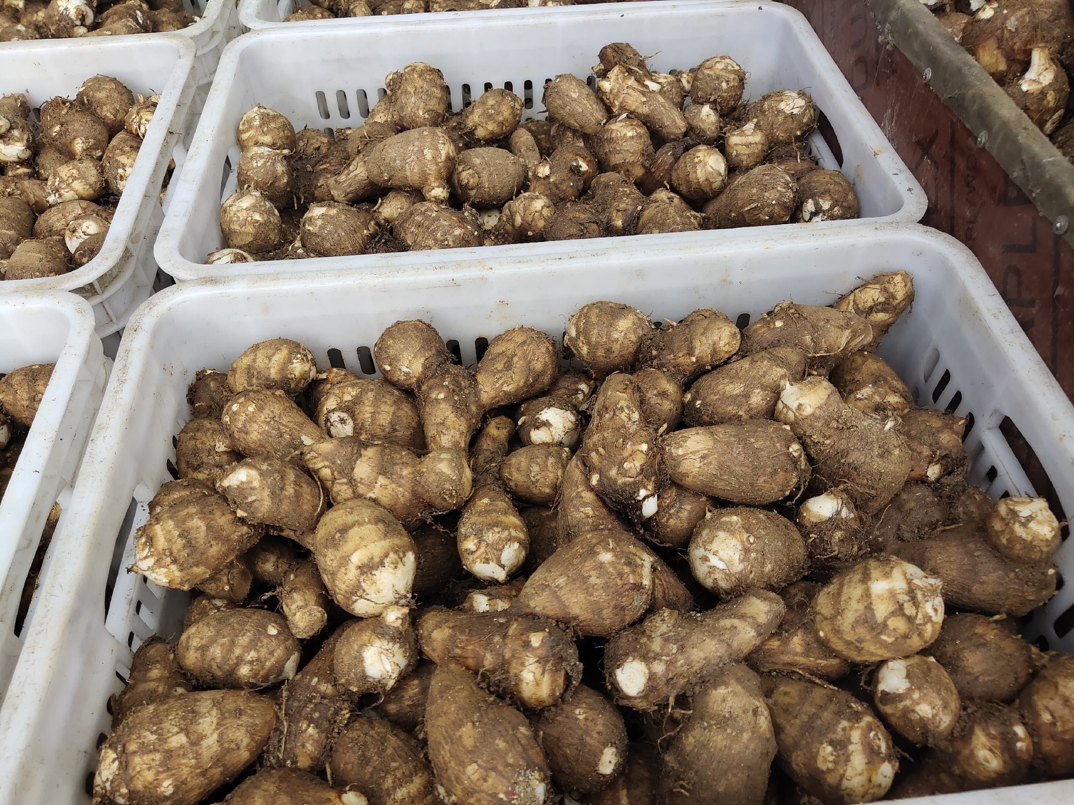 一盘刚煮熟的毛芋头,表面微湿,部分已用保鲜膜覆盖,展示家庭厨房中的即食与储存场景 煮熟的毛芋头盛放在白色瓷碗中,旁边有锅铲和保鲜膜,背景为厨房台面