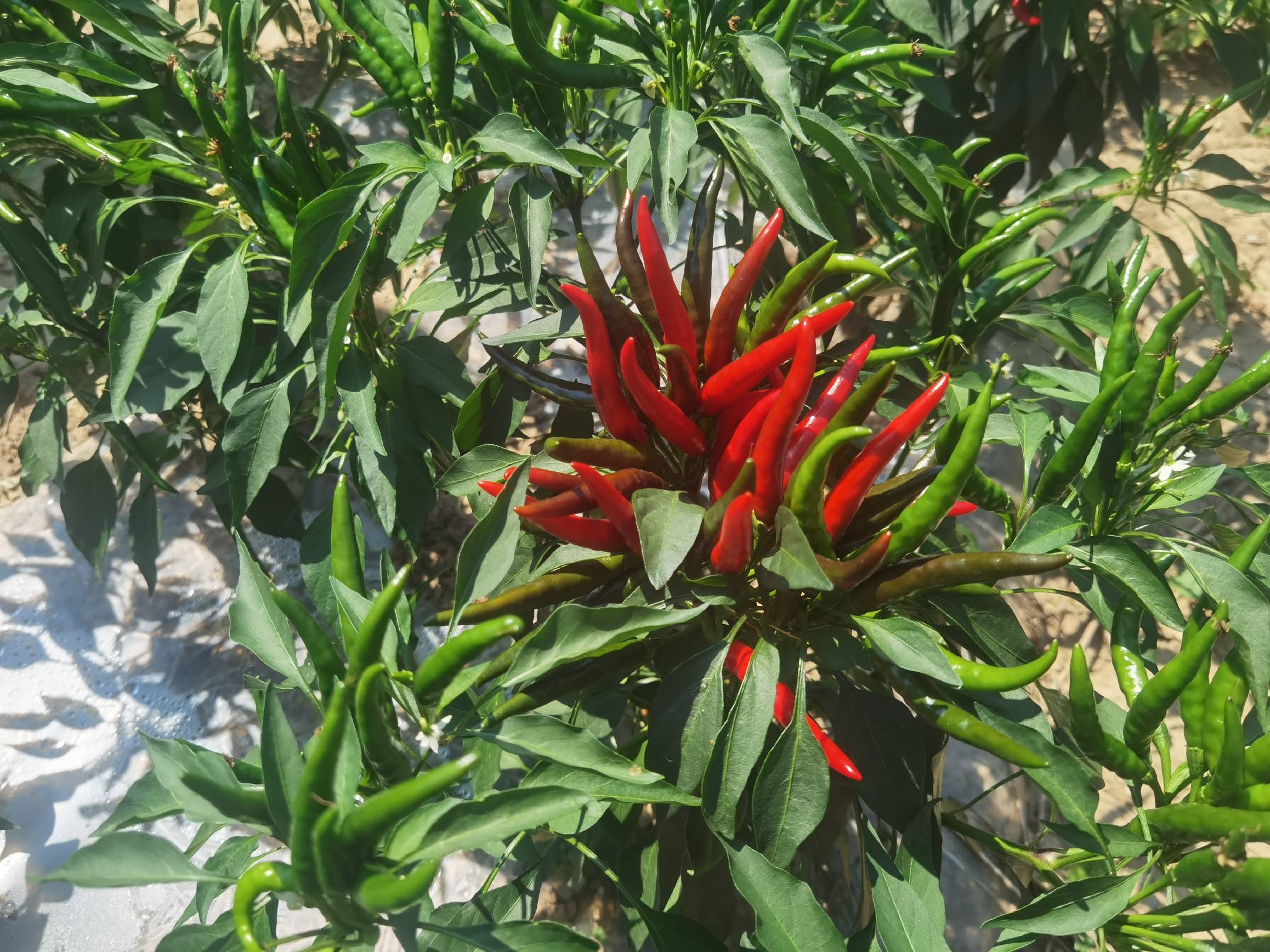 小米椒与大青椒对比图