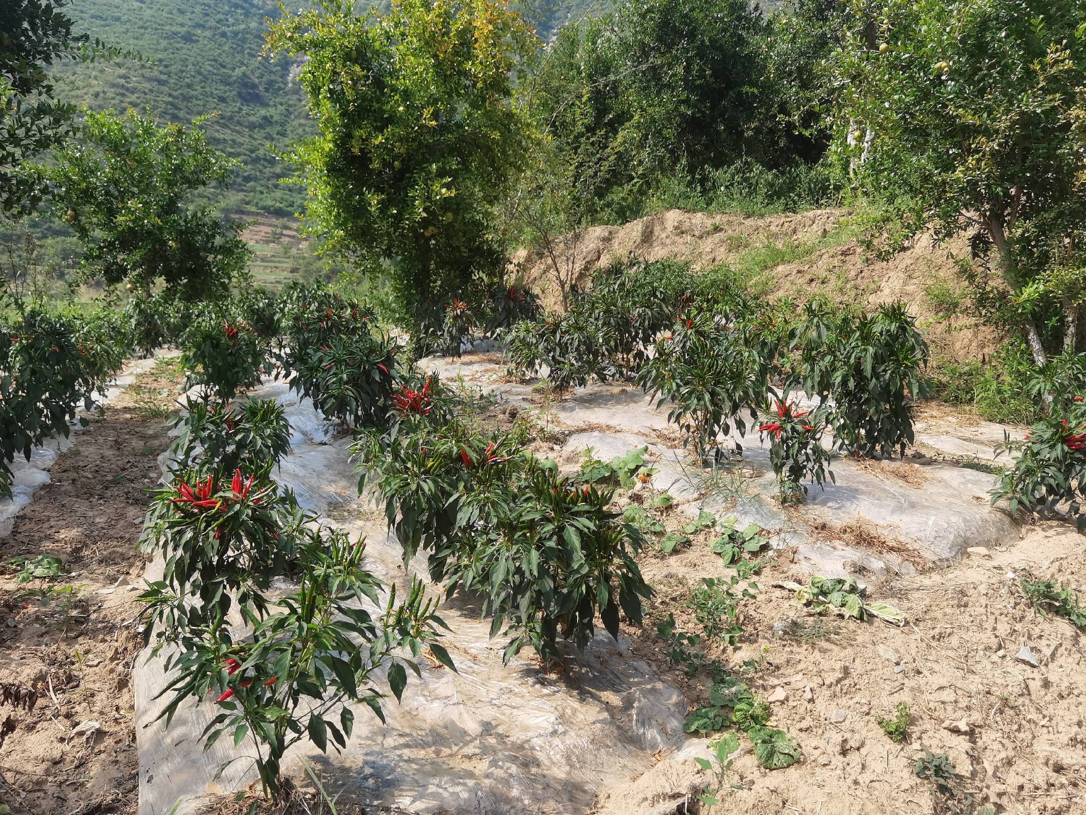 四川屏山县书楼镇(原坛坛乡)小米椒主产区航拍实景。画面呈现依山而建的梯田式种植带,土壤呈紫红色,辣椒植株长势整齐,果实青红交错,远处可见金沙江干流与典型干热河谷裸露岩层,凸显‘河谷+紫色土+强光照’三位一体生态特征 坛坛乡小米椒核心产区航拍图:金沙江畔梯田式辣椒种植带,红绿相间,背景为五指山余脉与典型干热河谷地貌