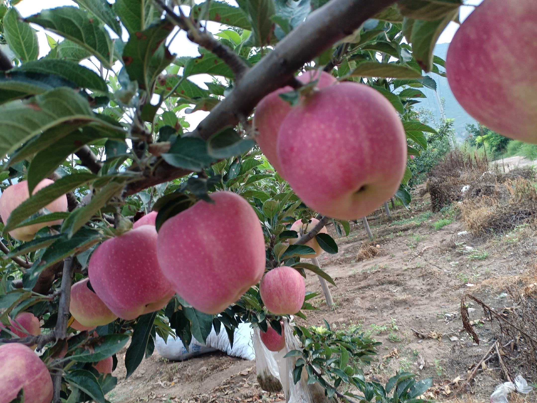 六代红星苹果果园实景图