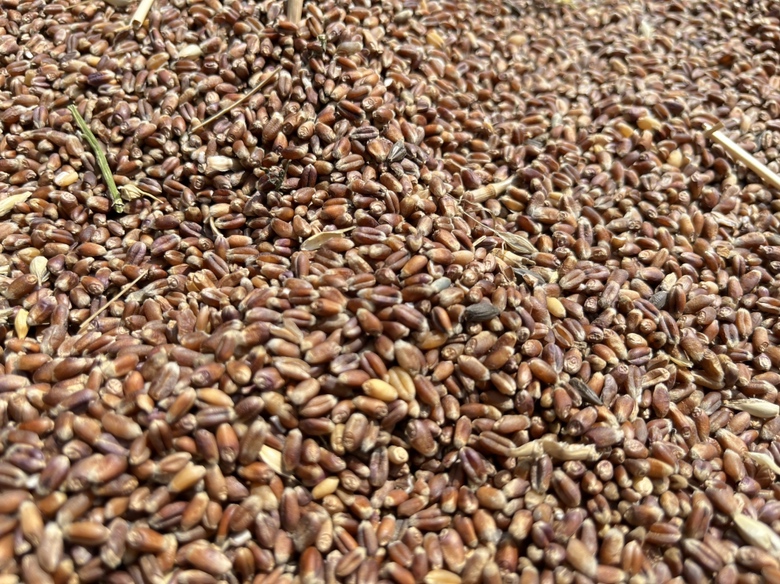 成熟的黑芝麻植株,蒴果呈褐色,种子饱满 黑芝麻成熟植株