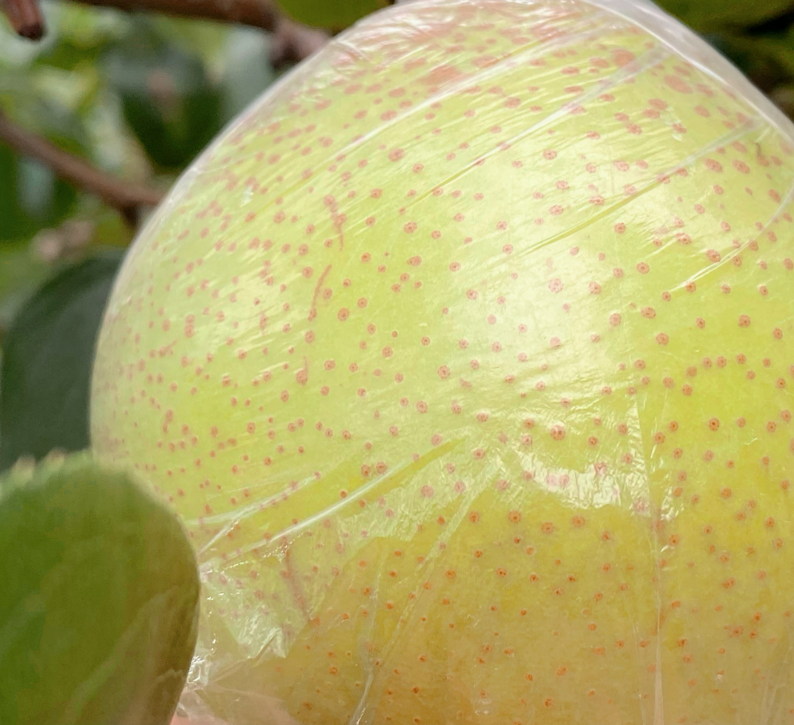 pear雪梨轻量版整体外观
