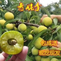 高产巴山脆青脆李树苗现挖现发可签合同包品种包结果死苗补发