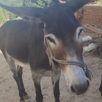 肉馿，馿仔