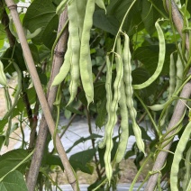 芸冠挂满架白芸豆种子高产架豆种籽春季播农家菜园基地白芸豆