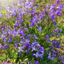 二月兰诸葛菜花种子耐寒耐荫秋季播种花卉园艺绿化