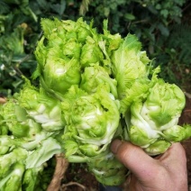 精品儿菜，大量上市，质量保证，欢迎定购
