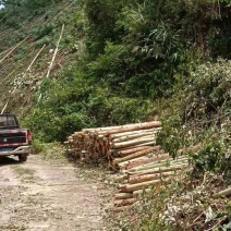 7000亩林地出租能种多少算多少、有二千亩第二代桉树已经
