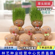 长草头娃娃迷你小植物盆栽室内阳台创意同款可爱桌面摆件