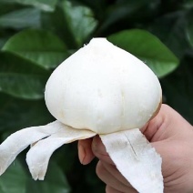 湖北白地瓜豆薯凉薯千亩基地直供欢迎前来考察订购
