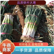 [牛]河北邢台市南和县长白大葱基地货源充足欢迎选购
