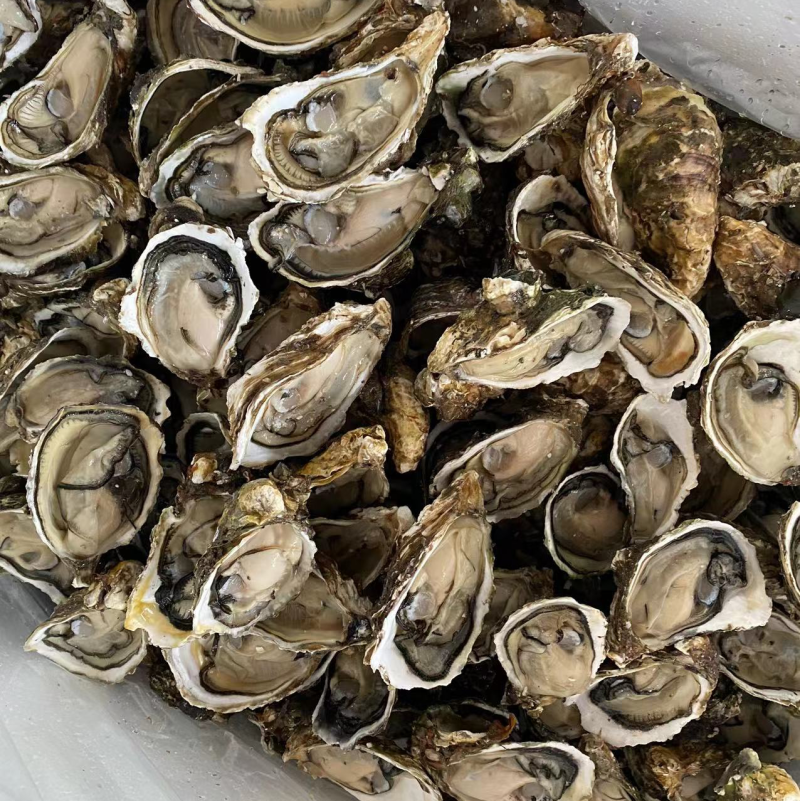 福建生蚝批发肥度很好基地直发新鲜收货