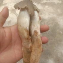 鸡枞菌，火把菌