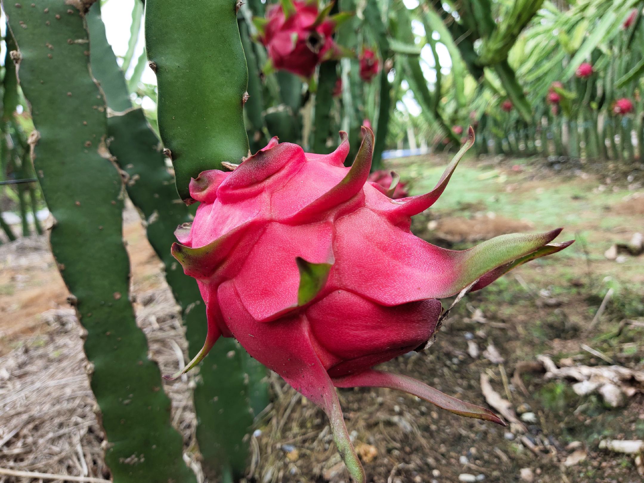 成熟的火龙果果实