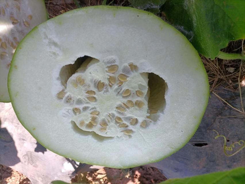 冬瓜剖开露出大量白色籽粒特写