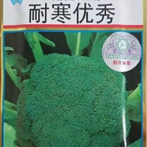 耐寒西兰花苗