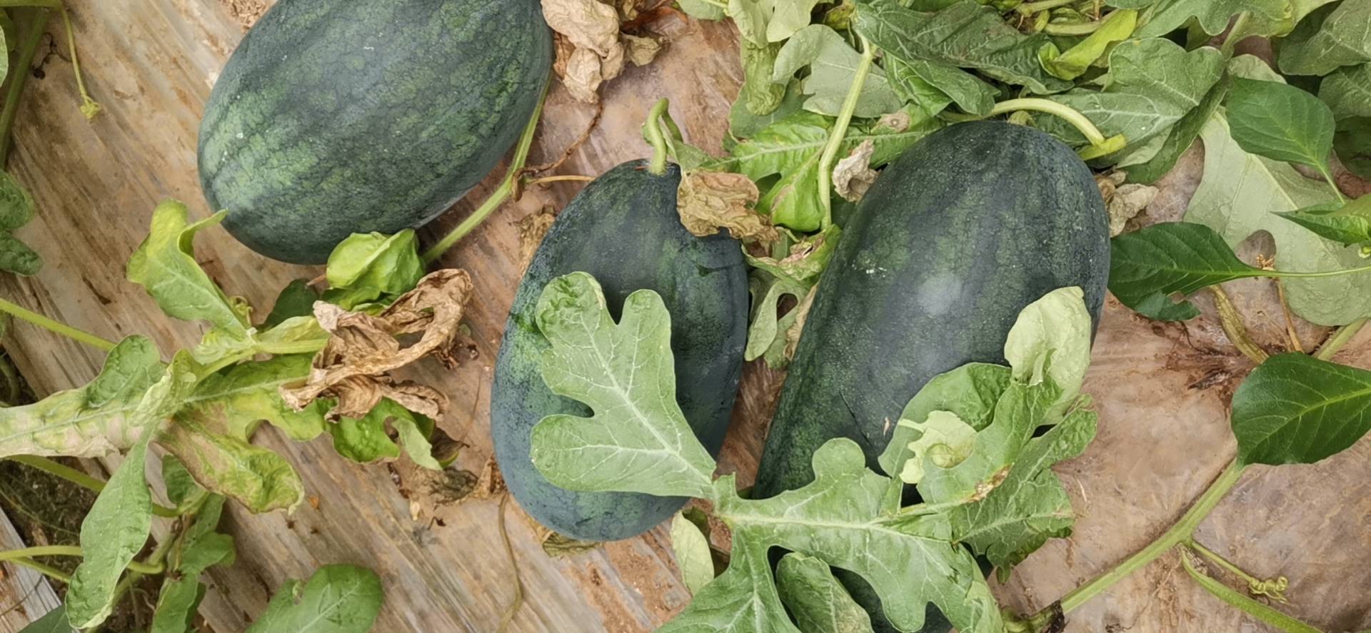 黑美人西瓜整颗外观特写