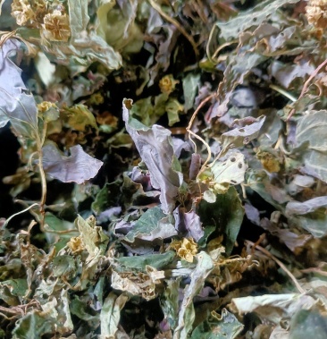 [风柜斗草批发]新货纯野生风骨草风柜斗草价格98.00元/斤 - 一亩田