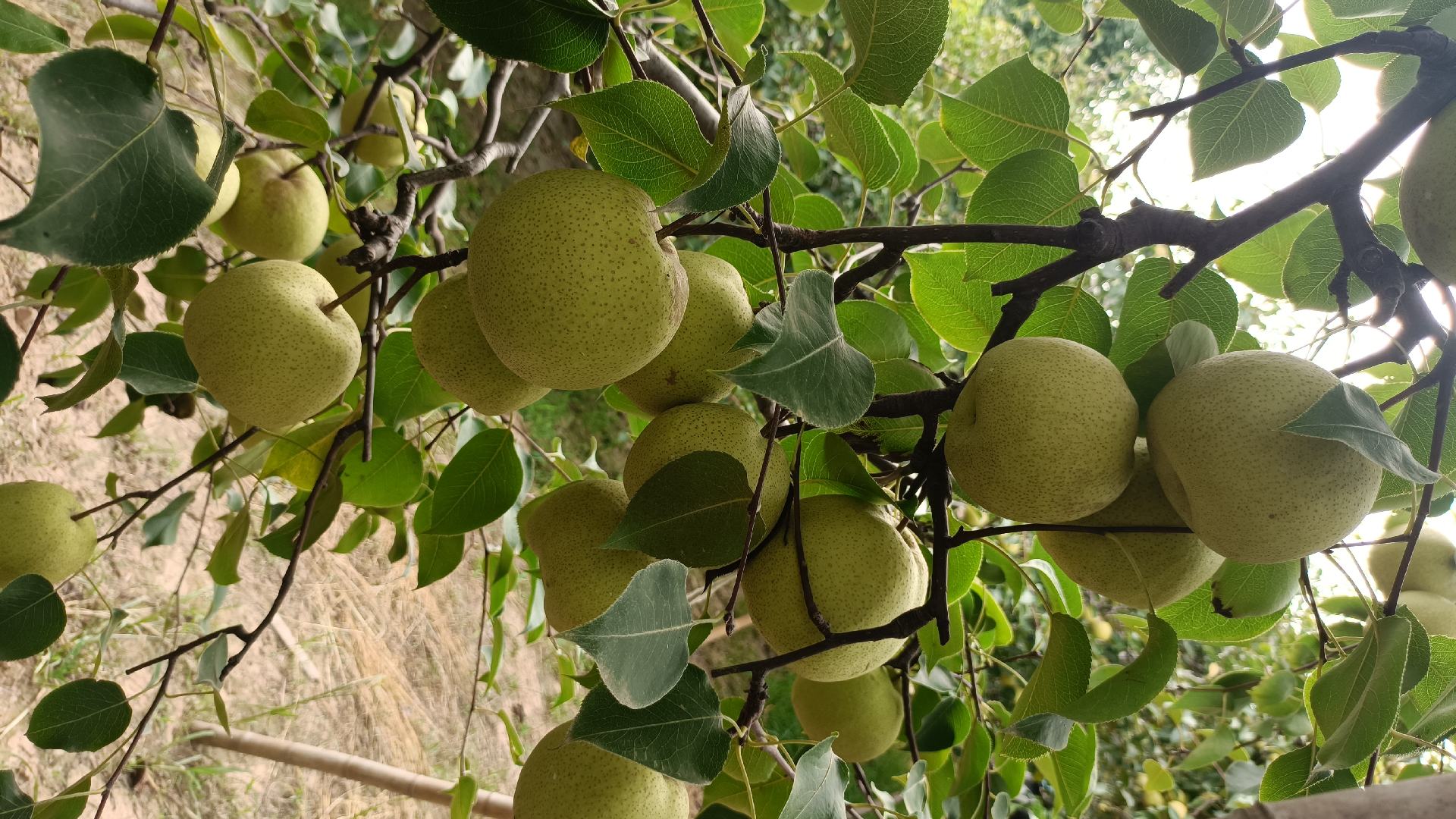 一片绿意盎然的早酥梨果园,树上挂满黄绿色的早熟梨果实,阳光透过树叶洒在果面上,部分果实带有轻微红晕,果农正在田间查看果实生长情况,背景为整齐排列的梨树行 早酥梨果园实景图