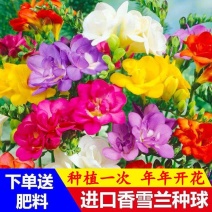 重瓣香雪兰种球小苍兰种子多年生花卉易种植耐寒花卉种子