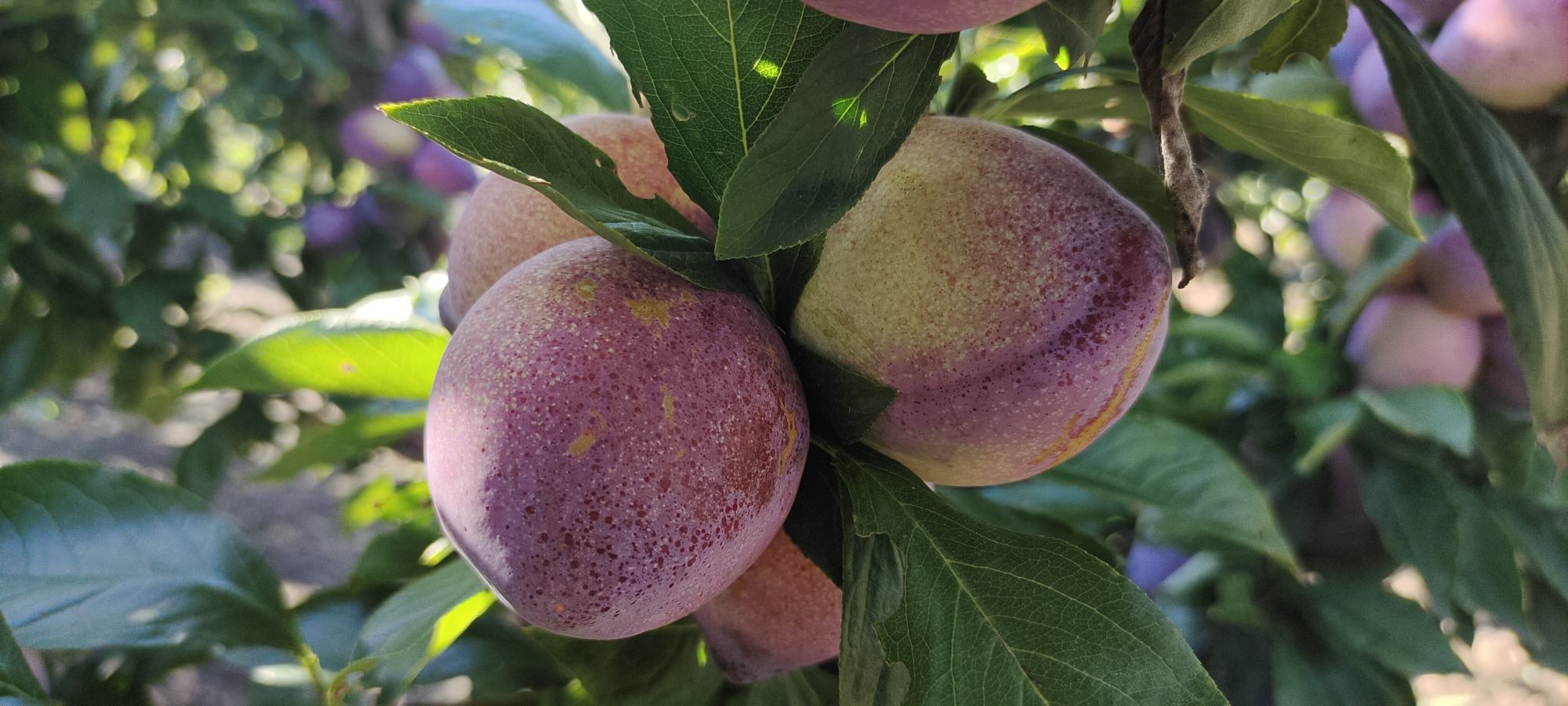 一颗成熟的浦江桃形李被置于木质背景上,果实呈金黄色,顶部略带红晕,表面覆盖细微绒毛,一侧微微开裂露出淡黄色果肉。旁边配有尺子参照,显示果实直径约4厘米。背景虚化,突出主体,光线柔和自然,展现水果的新鲜质感 单颗桃形李特写照片