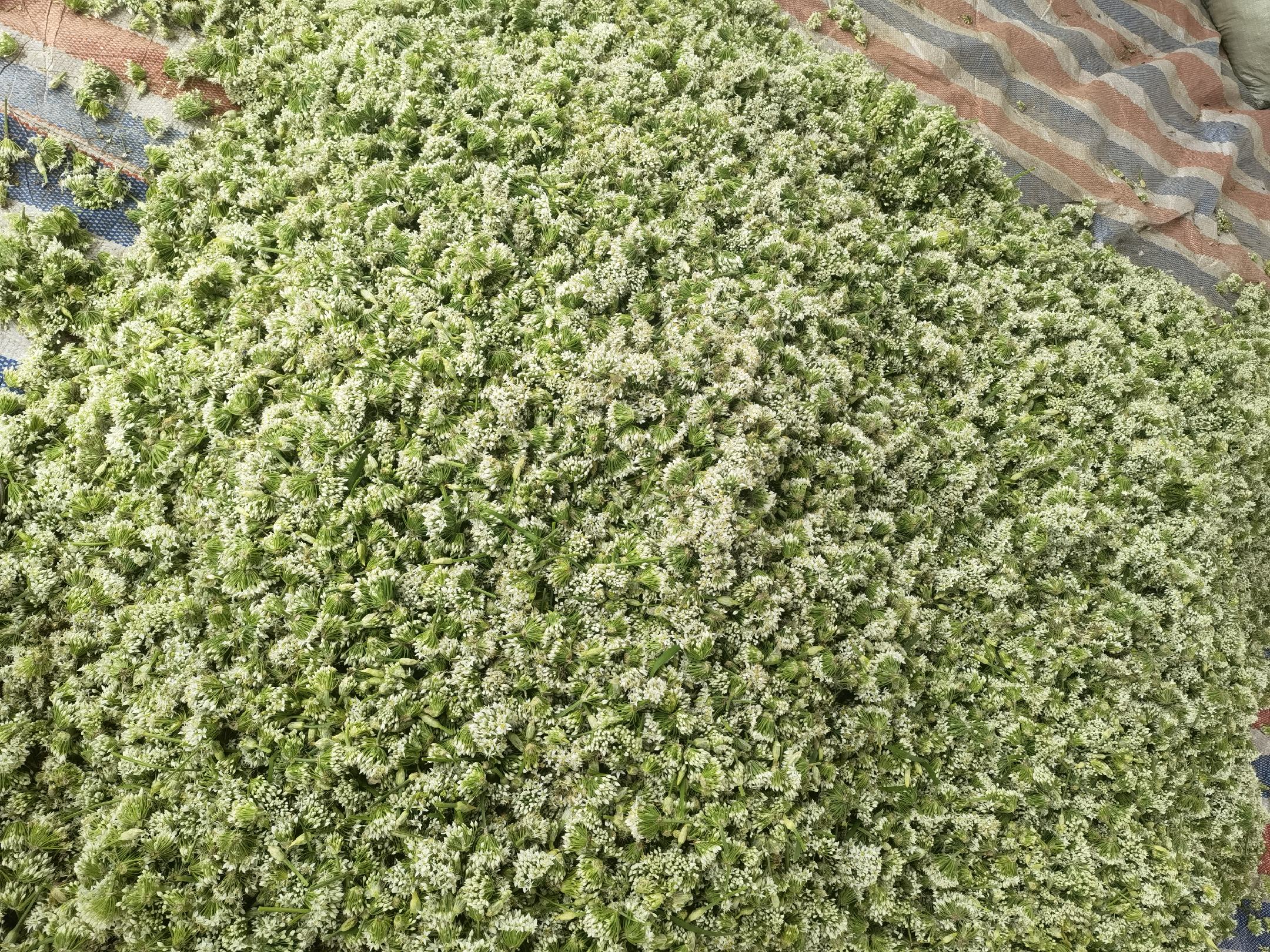 蒜香爆炒韭菜花成品图
