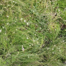 山葱花扎蒙花泽蒙花