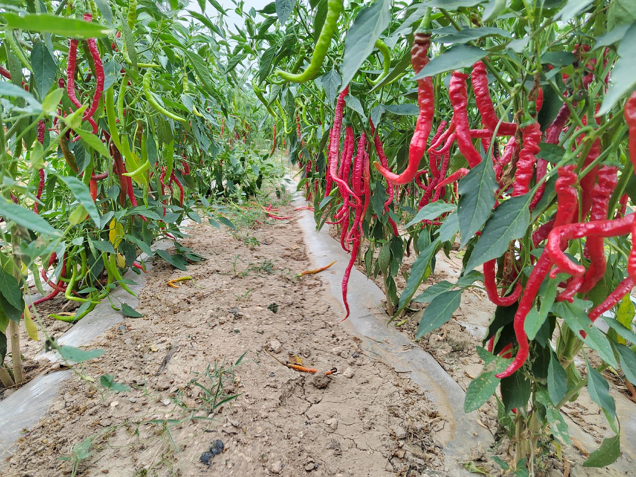 线椒植株特写
