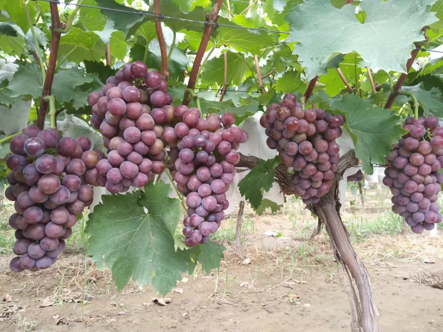 户太八号葡萄成串挂果特写