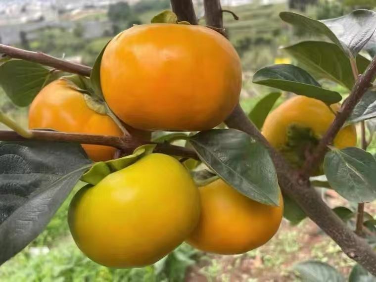 甜柿不同生长阶段对比图