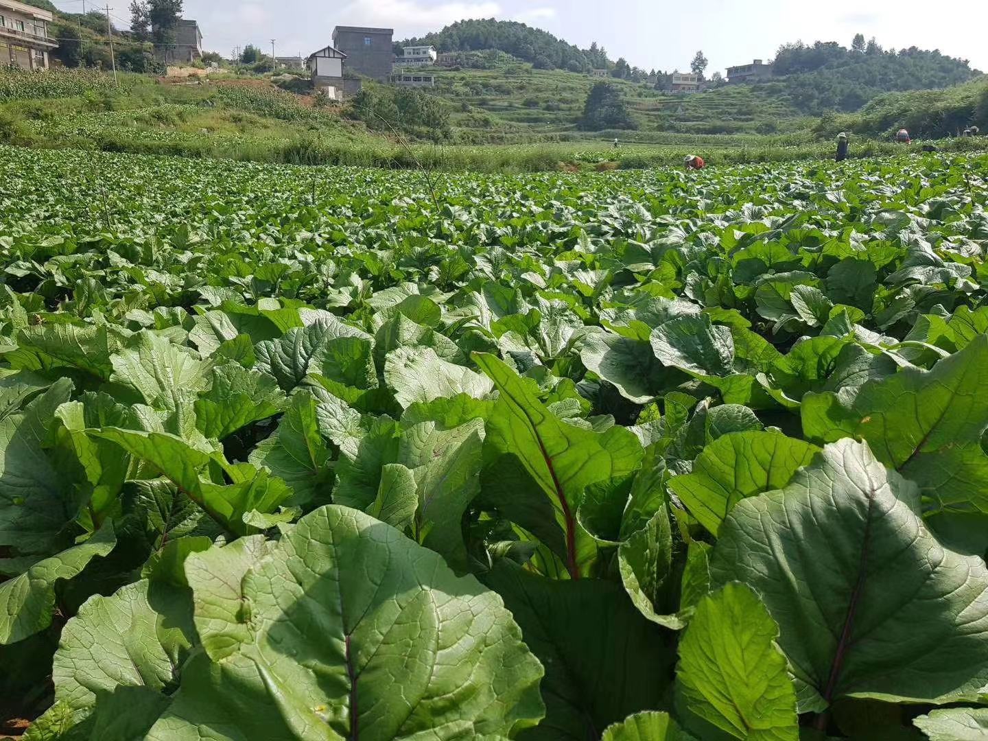 红菜苔田间生长图