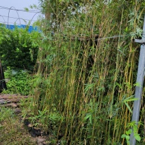 凤尾竹绿化城市，造就城市风光，净化空气，造绿色环境，就竹
