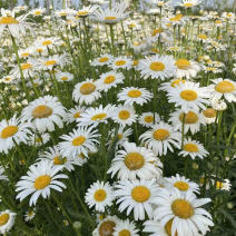 大滨菊花种子西洋小滨菊多年生宿根花卉春秋播种易活花海盆栽