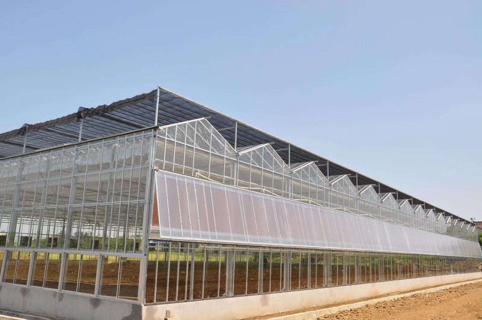 江苏省徐州市丰县首羡镇双层塑料薄膜温室内部景象, rows of dark green large-leaf coriander grow densely under supplemental lighting during winter; soil is covered with mulch film, and temperature/humidity sensors are visible on poles, demonstrating modern protected cultivation techniques 徐州丰县冬季大棚内大叶香菜长势