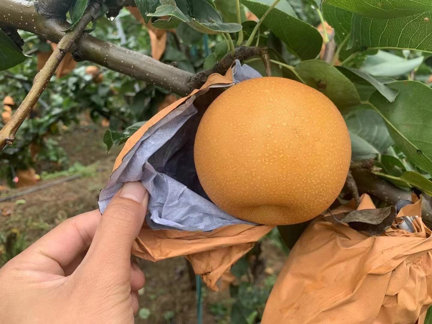 礼泉县秋月梨采摘现场