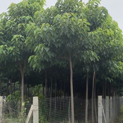 山东楸树价格行情走势 - 一亩田