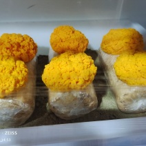 西双版纳金耳菌